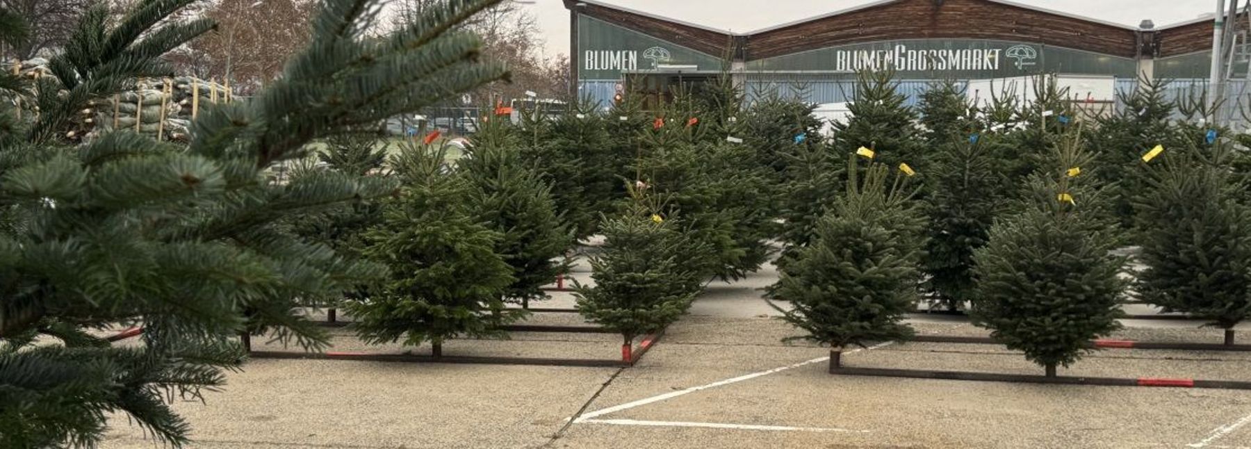 Weihnachtsbäume auf dem Großmarkt